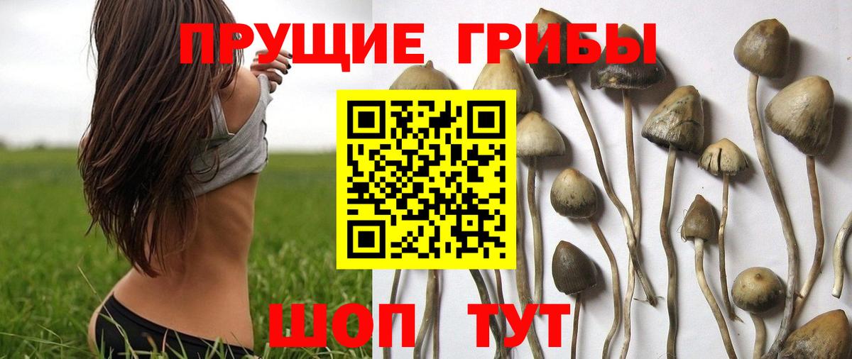 Галлюциногенные грибы MAGIC MUSHROOMS  Вход с VPN  Вязники  Галлюциногенные грибы MAGIC MUSHROOMS 